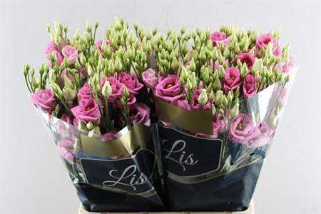 Eustoma russellianum gevuldbloemig 'Rosita Rose Pink'