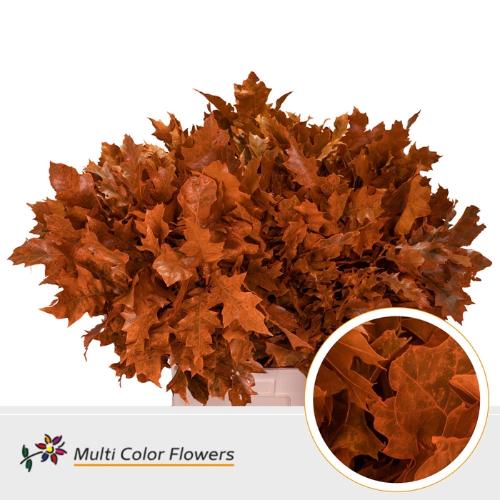 Quercus rubra kleurbehandeld H%