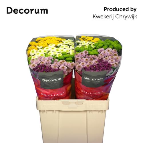 Chrysanthemum Indicum Grp tros santini pompon gemengd in bos