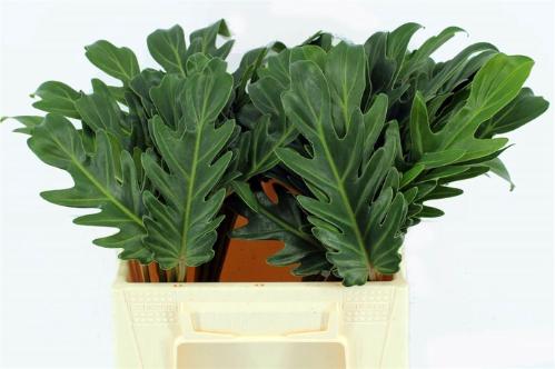 Philodendron 'Xanadu'
