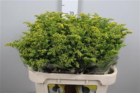 Solidago Carzan Glory
