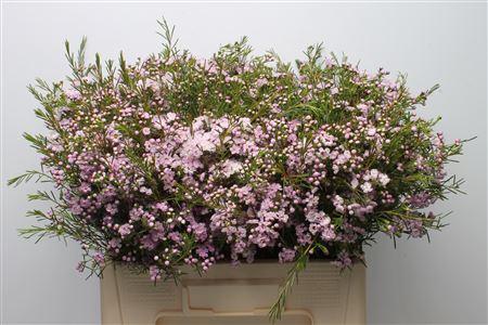 Chamelaucium uncinatum 'Dancing Queen'