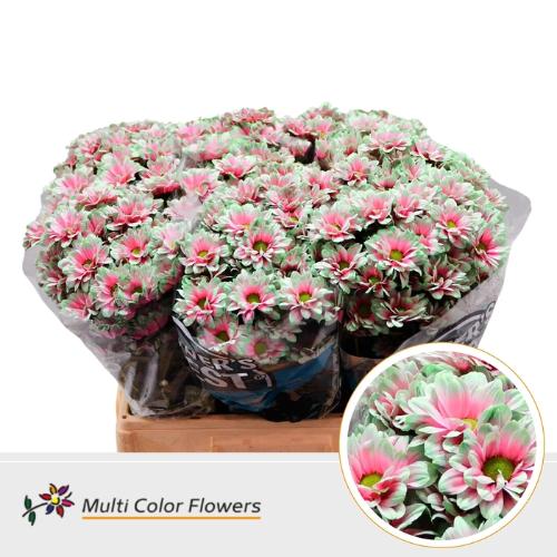 Chrysanthemum Indicum Grp tros kas kleurbehandeld H%