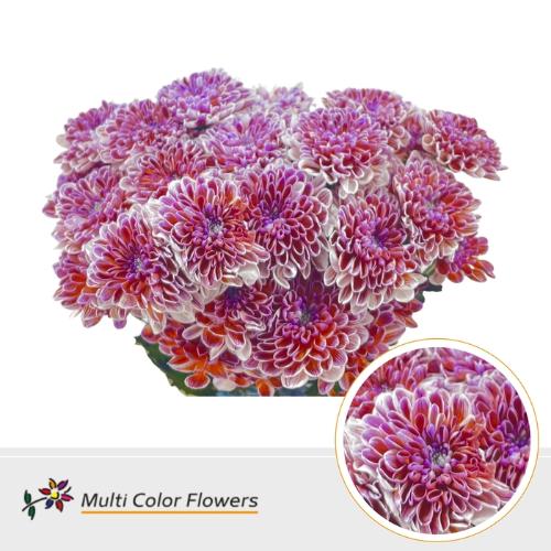 Chrysanthemum Indicum Grp tros kas kleurbehandeld H%