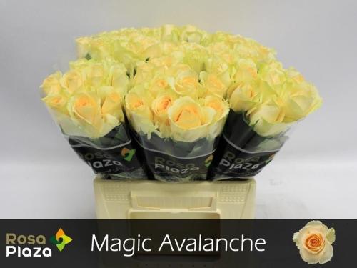 Rosa grootbloemig Magic Avalanche+