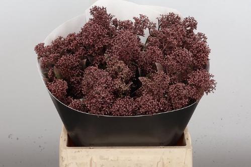 Skimmia per bos overig kleurbehandeld H%