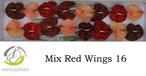 Anthurium Andreanum Grp gemengd