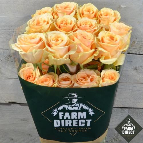 Rosa grootbloemig Felicity