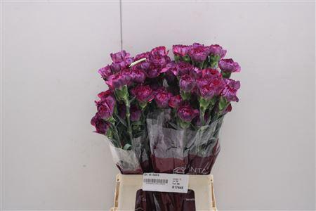 Dianthus standaard overig