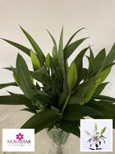 Lilium Oriental Grp 'Helvetia'