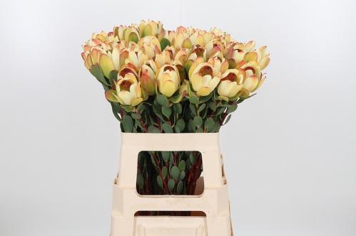 Leucadendron discolor 'Pom-pom'
