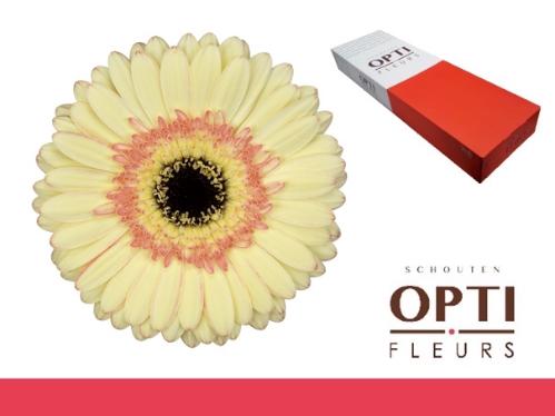 Gerbera grootbloemig 'Cartizze'