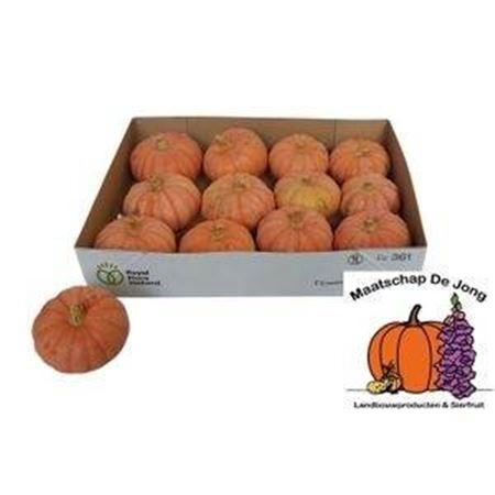 Cucurbita