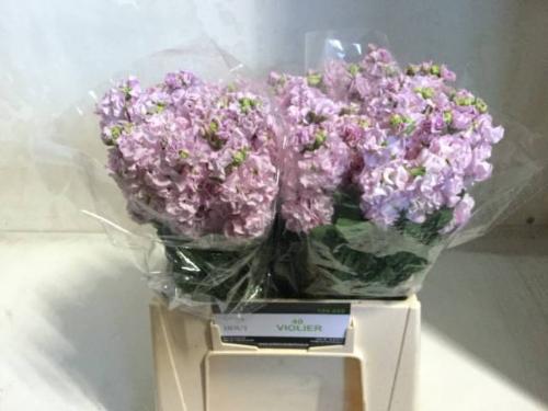 Matthiola incana 'Impala Cherry Blossom'