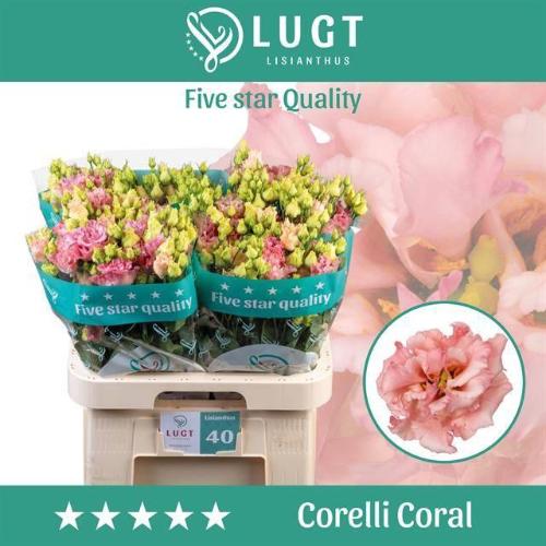 Eustoma russellianum gevuldbloemig 'Corelli Coral'