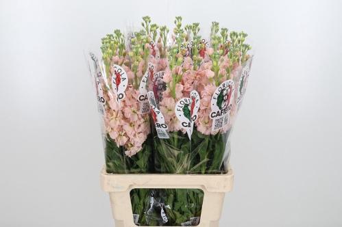 Matthiola incana 'Iron Apricot'