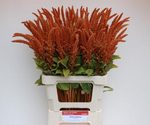 Amaranthus cruentus 'Hot Biscuits'