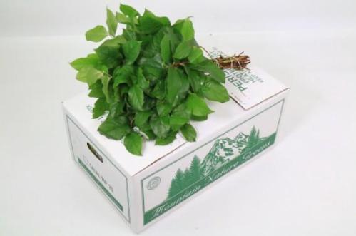 Gaultheria shallon per bos