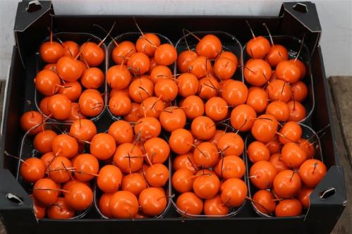 Wax appel H%