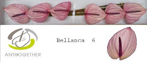 Anthurium Andreanum Grp Bellanca