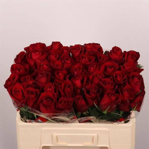 Rosa grootbloemig Ever Red