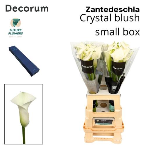 Zantedeschia 'Crystal Blush'