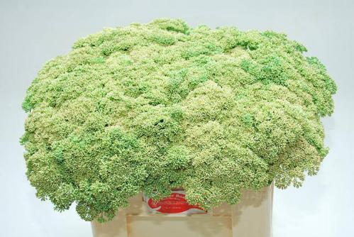 Sedum spectabile