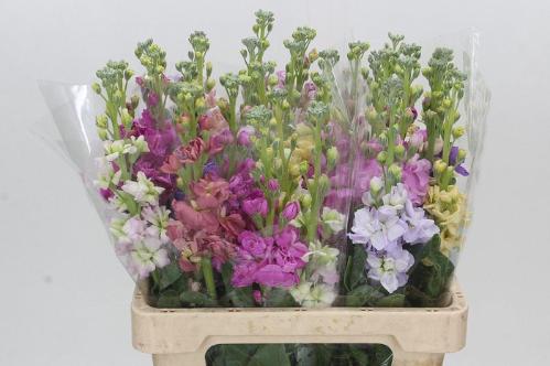 Matthiola incana overig