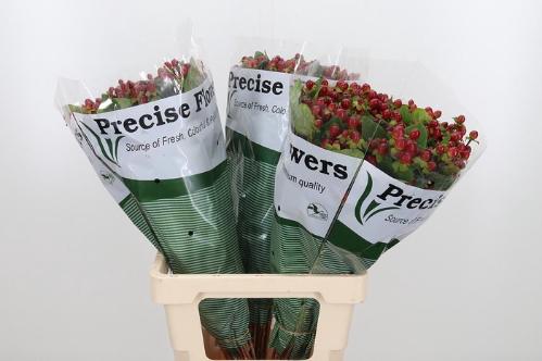 Hypericum x inodorum Magical Seasons