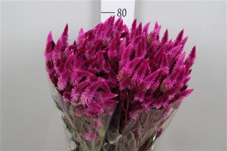 Celosia spicata Celway Purple