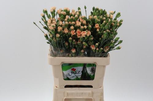 Dianthus tros overig