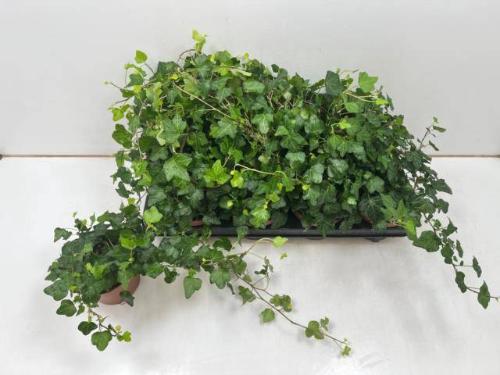 Hedera helix 'Wonder'