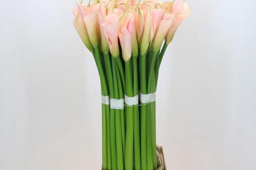 Zantedeschia aethiopica Eydolls Salmon