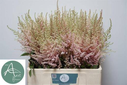 Astilbe (Japonica Grp) 'Avalanche'