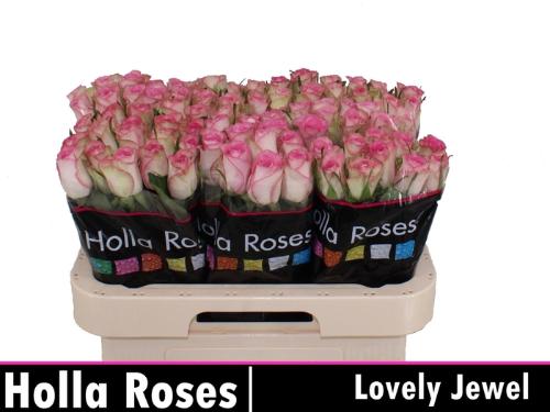 Rosa grootbloemig De Ruiter's Lovely Jewel