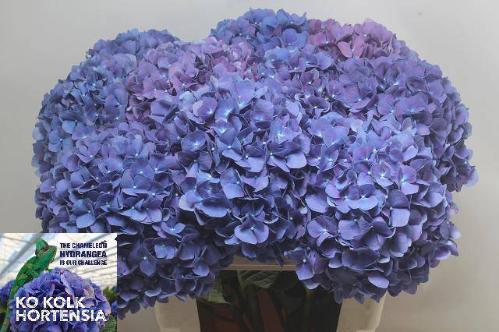 Hydrangea macrophylla 'Pimpernel'