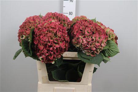 Hydrangea macrophylla 'Elbtal' (classic)