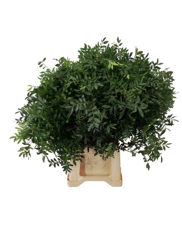 Pistacia (blad) per bos