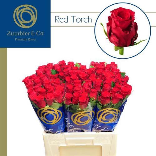 Rosa grootbloemig Red Torch