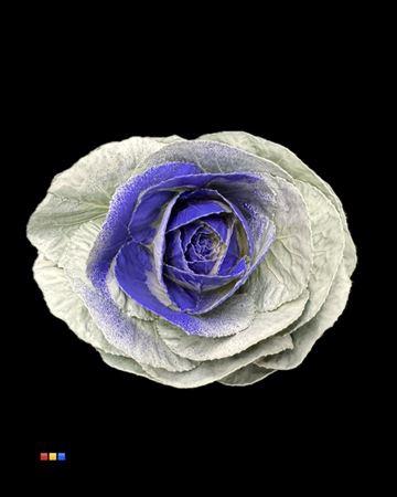 Brassica oleracea kleurbehandeld H%