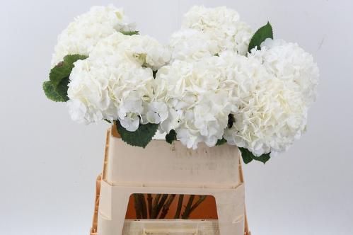 Hydrangea macrophylla Noordpool