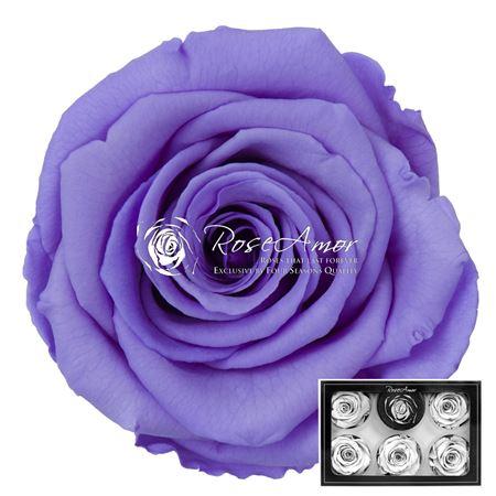 Rosa grootbloemig kleurbehandeld H%