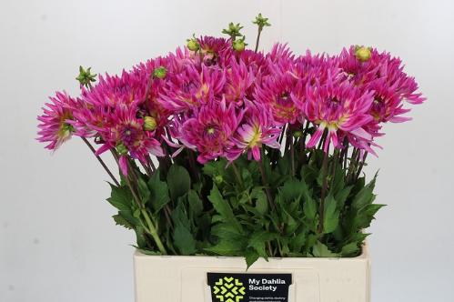 Dahlia Cactus Of Semicactus Grp 'Orchid Princess'