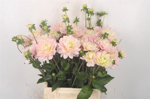 Dahlia Diana's Memory