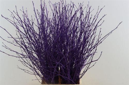 Betula kleurbehandeld H%