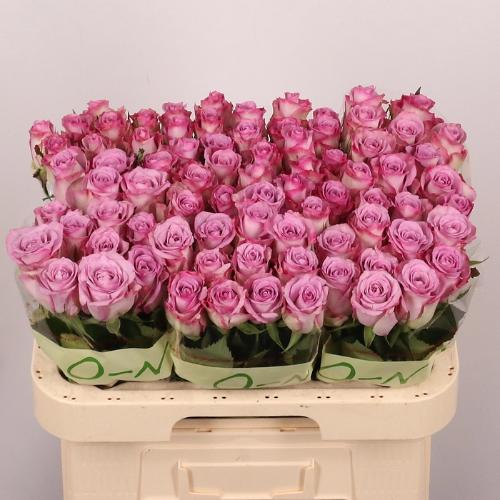 Rosa grootbloemig Thriller