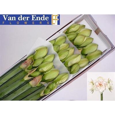 Hippeastrum Double Galaxy Grp 'Nymph'