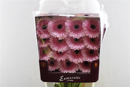 Gerbera grootbloemig Pre-Semmy