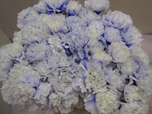 Dianthus standaard kleurbehandeld H%