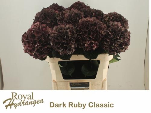 Hydrangea macrophylla Magical Dark Ruby (classic)